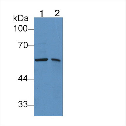 Protein Disulfide Isomerase (PDI) Polyclonal Antibody - image 3