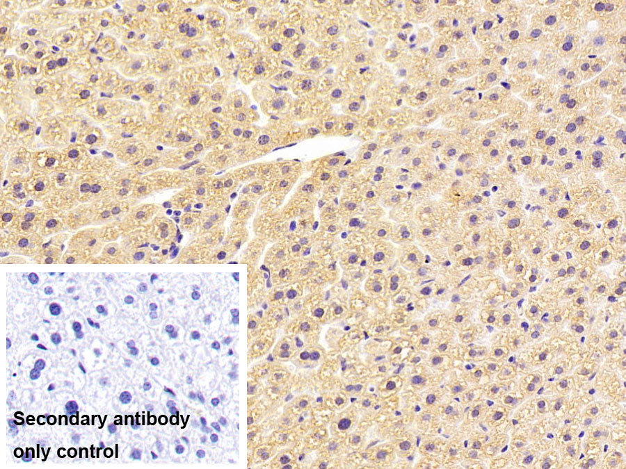 Lipoprotein lipase (LPL) Polyclonal Antibody - image 2