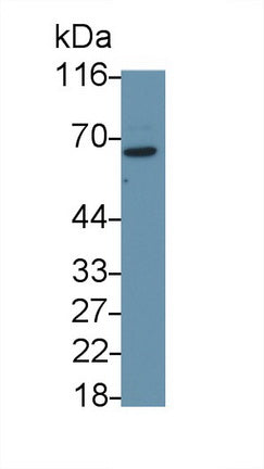 Phosphatase And Tensin Homolog (PTEN) Monoclonal Antibody - image 5