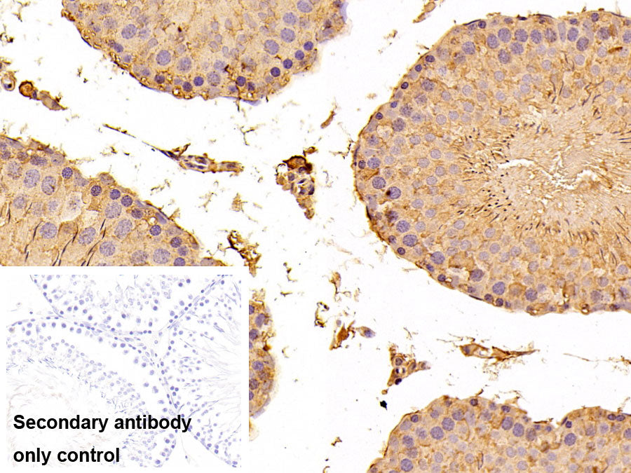 Western Blot; Samples: Lane1: Hela cell lysate; Lane2: MCF7 cell lysate; Primary Ab: 0.5ug/ml Rabbit Anti-Rat mTOR Antibody; Second Ab: 0.2ug/ml HRP-Linked Caprine Anti-Rabbit IgG Polyclonal Antibody