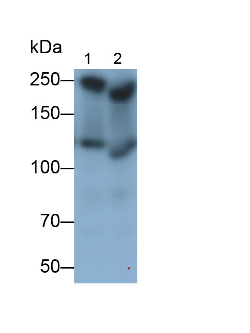 Serine/threonine-protein kinase mTOR (mTOR) Polyclonal Antibody - image 3
