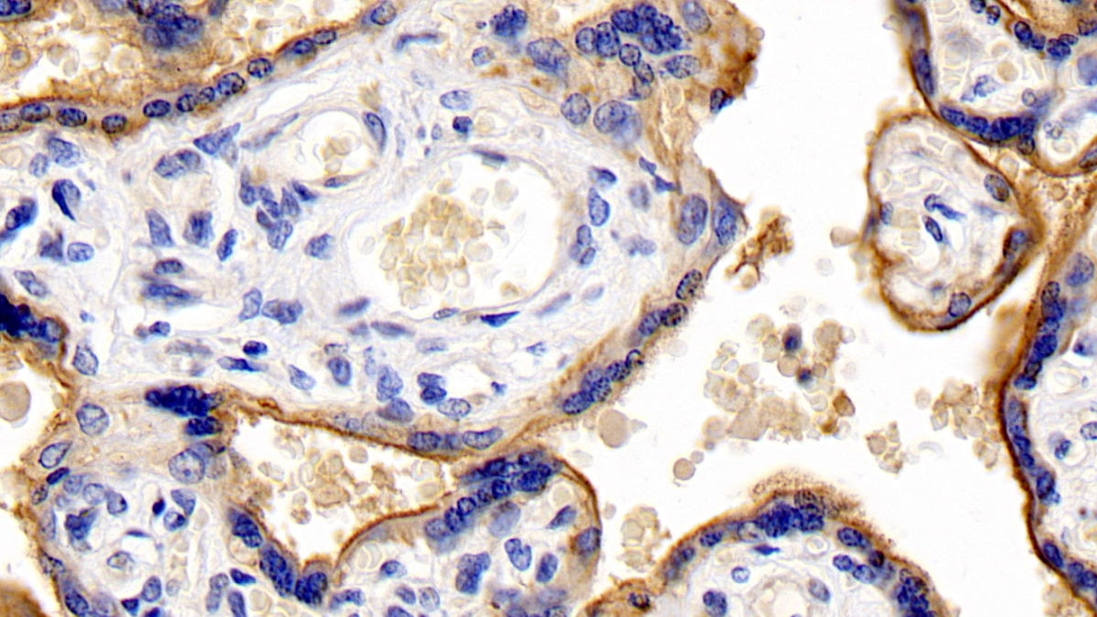 DAB staining on IHC-P; Sample: Human Kidney Tissue; Primary Ab: 30ug/ml Mouse Anti-Human CD147 Antibody; Second Ab: 2ug/mL HRP-Linked Caprine Anti-Mouse IgG Polyclonal Antibody
