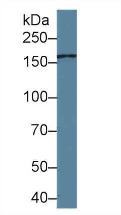 Mannose Receptor C Type 2 (MRC2) Polyclonal Antibody - image 4