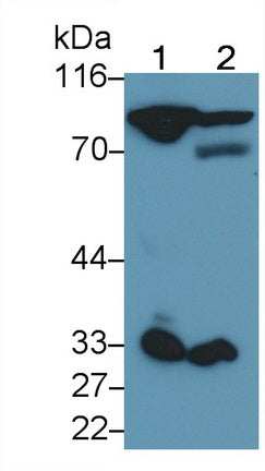 Coagulation Factor II (F2) Monoclonal Antibody - image 2