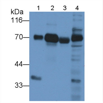 Dystrophin (DMD) Monoclonal Antibody - image 3