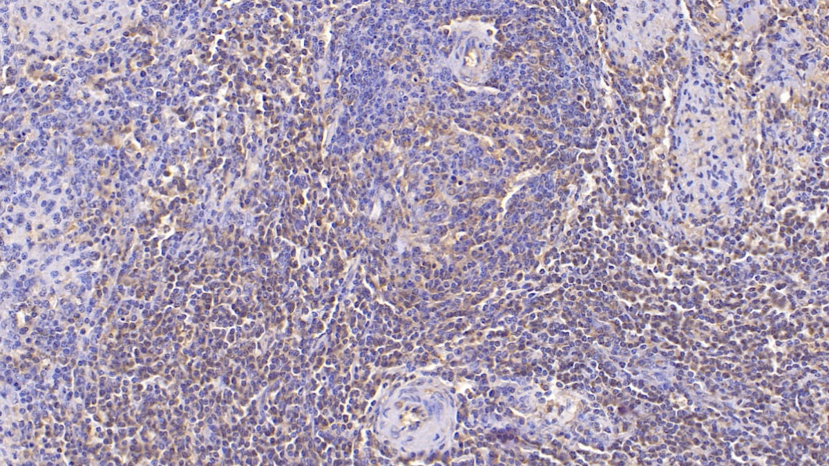 Annexin V (ANXA5) Monoclonal Antibody - image 5