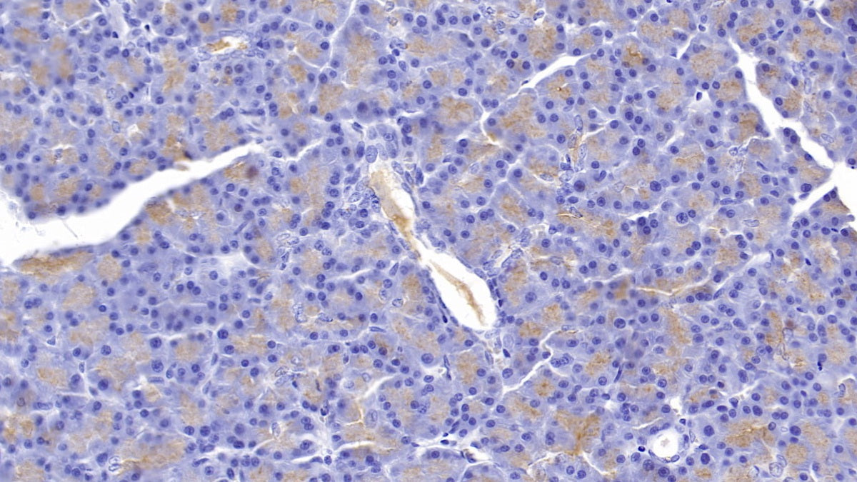 Glycoprotein 2, Zymogen Granule Membrane (GP2) Monoclonal Antibody - image 2