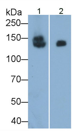 Sucrase Isomaltase (SI) Monoclonal Antibody - image 2