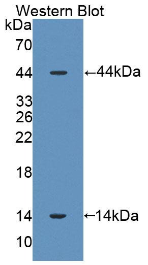 Western Blot; Samples: Lane1: Mouse Lung lysate; Lane2: Rat Lung lysate; Primary Ab: 0.1ug/ml Rabbit Anti-Rat SPD Antibody; Second Ab: 0.2ug/ml HRP-Linked Caprine Anti-Rabbit IgG Polyclonal Antibody