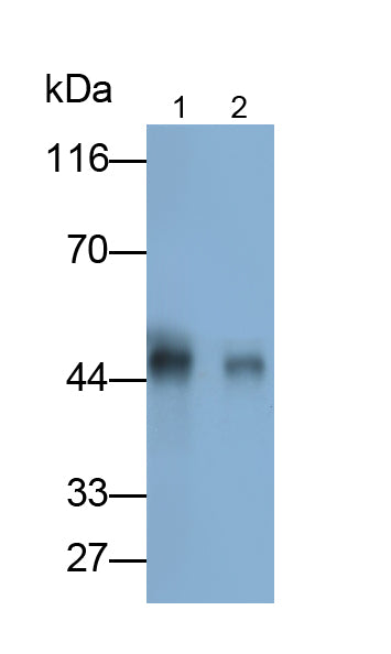 Surfactant Associated Protein D (SPD) Polyclonal Antibody - image 3