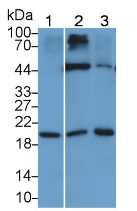 Interleukin 15 (IL15) Monoclonal Antibody - image 2