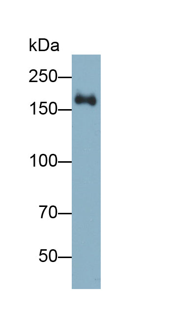 Peroxidasin Homolog (PXDN) Monoclonal Antibody - image 2