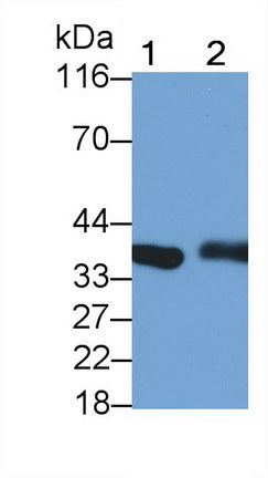 Western Blot; Sample: Lane1: Rat Cerebrum lysate; Lane2: Rat Heart lysate; Primary Ab: 0.1ug/ml Mouse Anti-Human LDHB Antibody; Second Ab: 0.2ug/mL HRP-Linked Caprine Anti-Mouse IgG Polyclonal Antibody