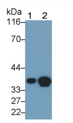 Western Blot; Sample: Mouse Heart lysate; Primary Ab: 0.3ug/ml Mouse Anti-Human LDHB Antibody; Second Ab: 0.2ug/mL HRP-Linked Caprine Anti-Mouse IgG Polyclonal Antibody