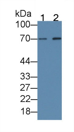 Beta-Site APP Cleaving Enzyme 1 (bACE1) Monoclonal Antibody - image 2