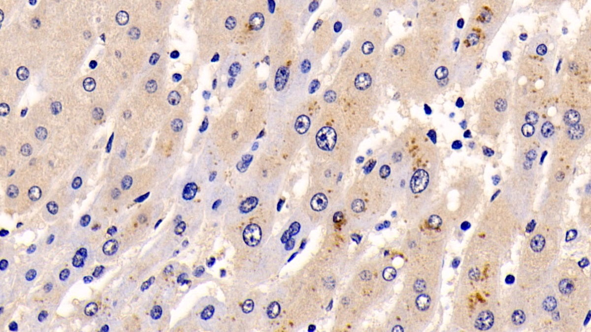 Extracellular Signal Regulated Kinase 1 (ERK1) Monoclonal Antibody - image 5