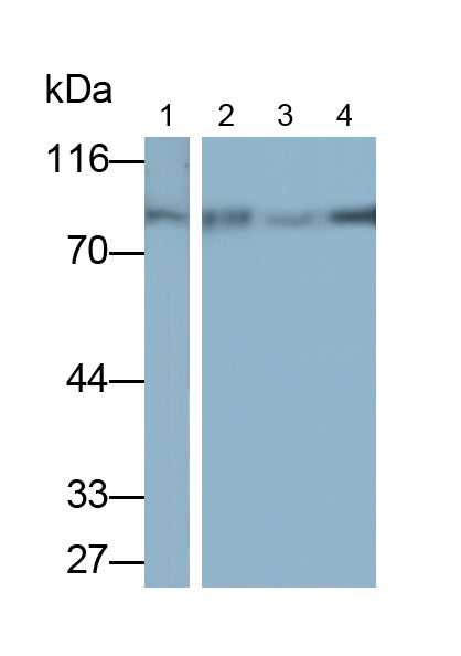 Alkaline Phosphatase, Tissue-nonspecific (ALPL) Monoclonal Antibody - image 3
