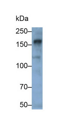 Anillin (ANLN) Polyclonal Antibody - image 3