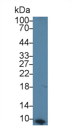 Apolipoprotein C1 (APOC1) Monoclonal Antibody - image 2