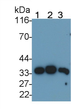 Amyloid Beta Peptide 1-40 (Ab1-40) Polyclonal Antibody - image 4