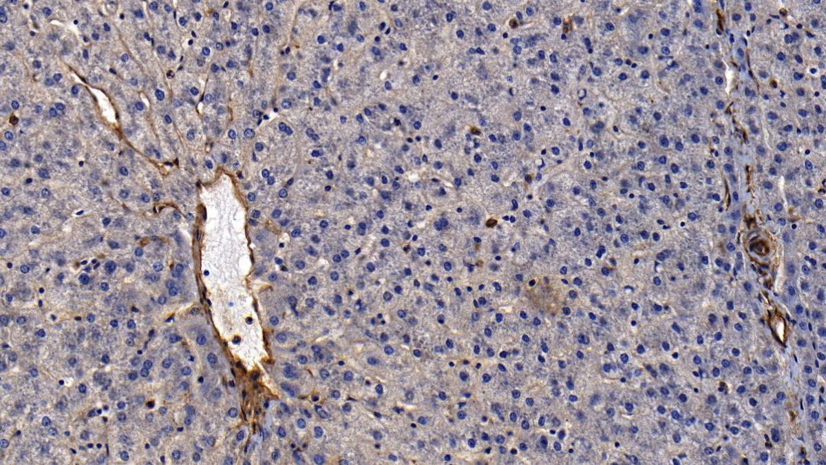 Annexin A2 (ANXA2) Polyclonal Antibody - image 5