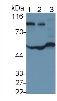 Alpha-1-Antitrypsin (a1AT) Monoclonal Antibody - image 5