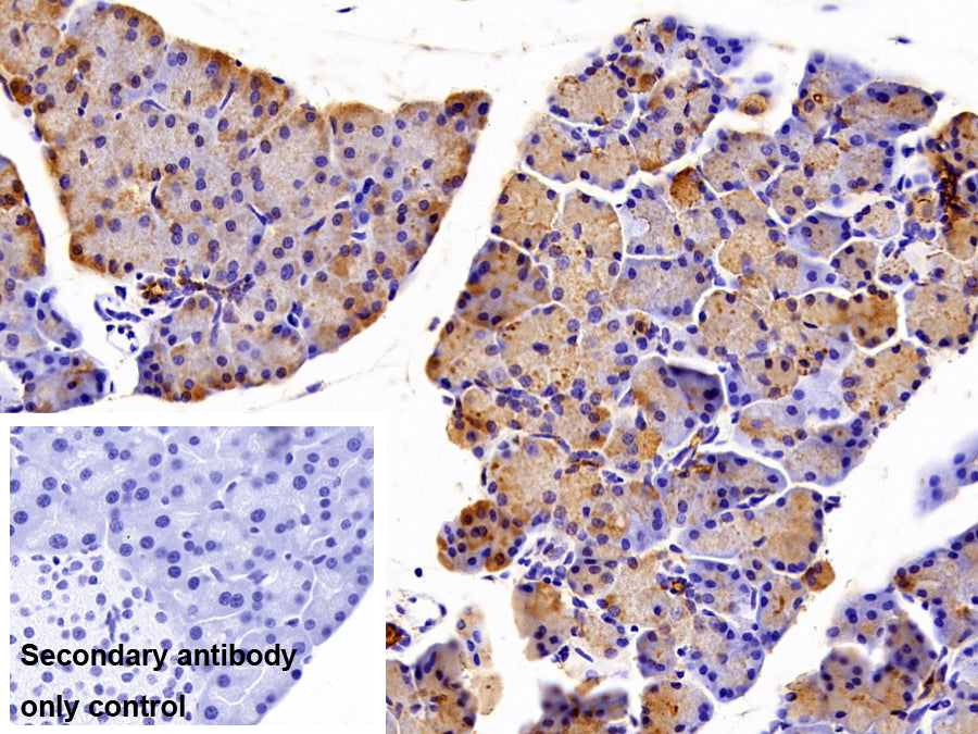 Western Blot; Sample: Lane1: Mouse Pancreas lysate; Lane2: Rat Pancreas lysate Primary Ab: 0.2ug/ml Rabbit Anti-Mouse CLPS Antibody Second Ab: 0.2ug/mL HRP-Linked Caprine Anti-Rabbit IgG Polyclonal Antibody