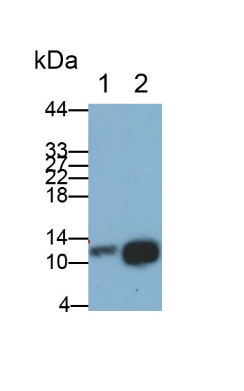 Colipase, Pancreatic (CLPS) Polyclonal Antibody - image 3