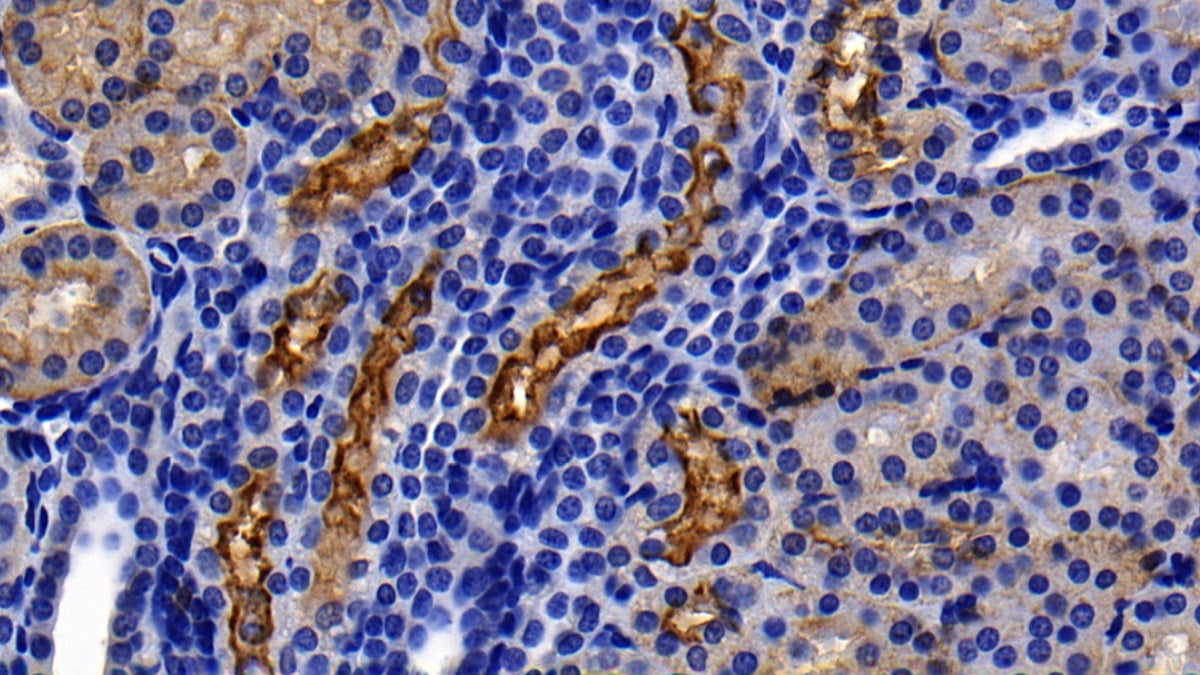 DAB staining on IHC-P; Sample: Human Stomach Tissue; Primary Ab: 10ug/ml Mouse Anti-Human ACE2 Antibody; Second Ab: 2ug/mL HRP-Linked Caprine Anti-Mouse IgG Polyclonal Antibody