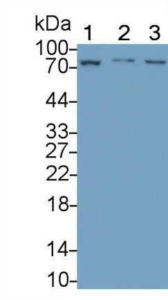 Lymphocyte Activation Gene 3 (LAG3) Monoclonal Antibody - image 3