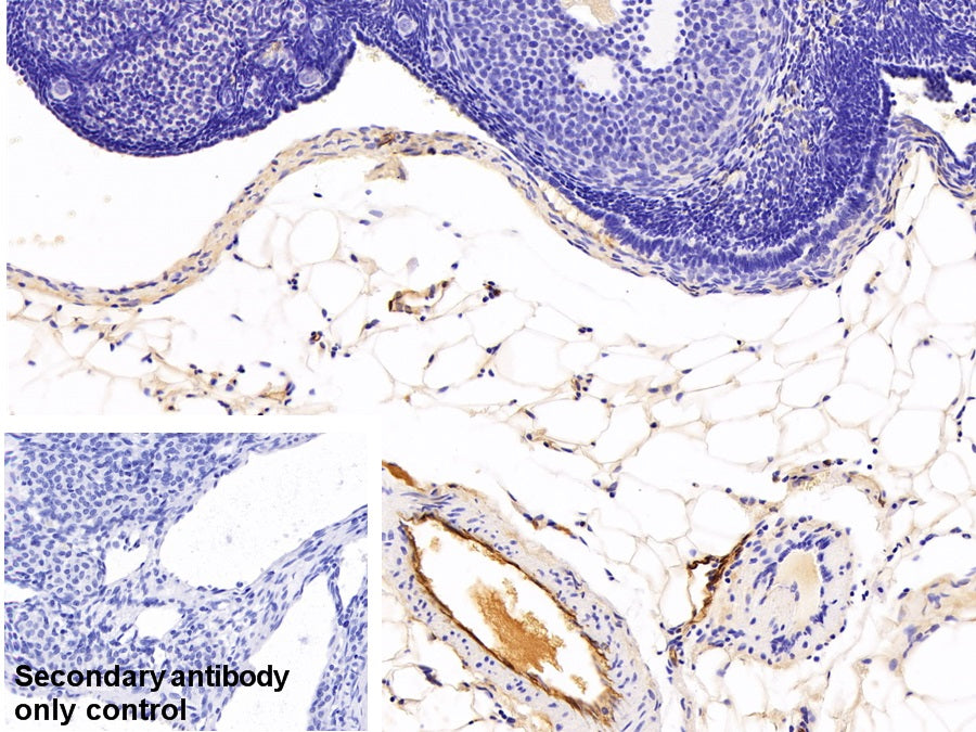Adiponectin (ADPN) Monoclonal Antibody - image 5