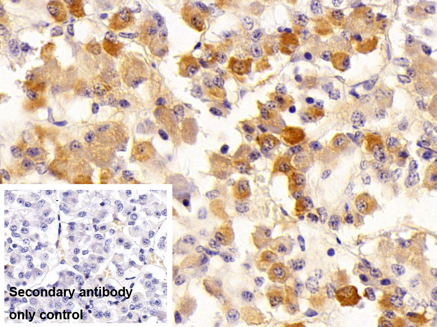 Western Blot; Sample: Mouse Cerebellum lysate; Primary Ab: 1ug/ml Rabbit Anti-Mouse FSHb Antibody Second Ab: 0.2ug/mL HRP-Linked Caprine Anti-Rabbit IgG Polyclonal Antibody