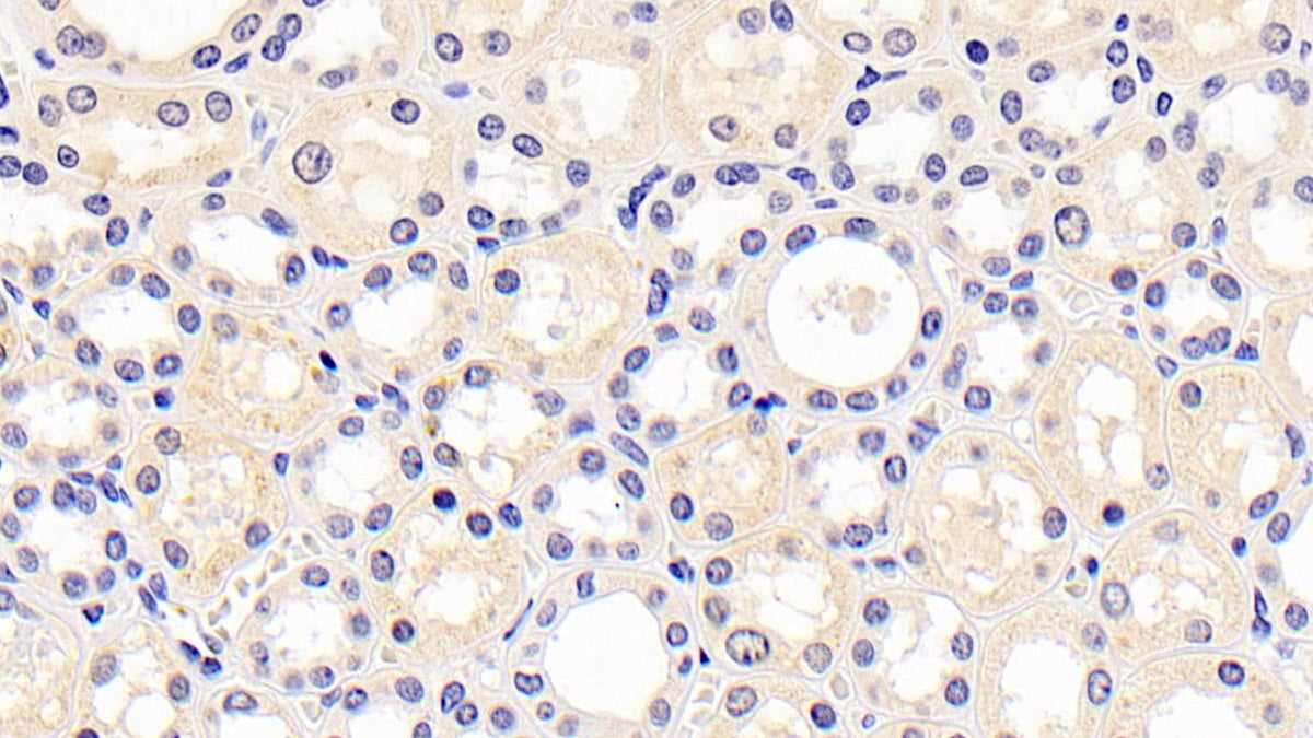 Kidney Injury Molecule 1 (Kim1) Monoclonal Antibody - image 2