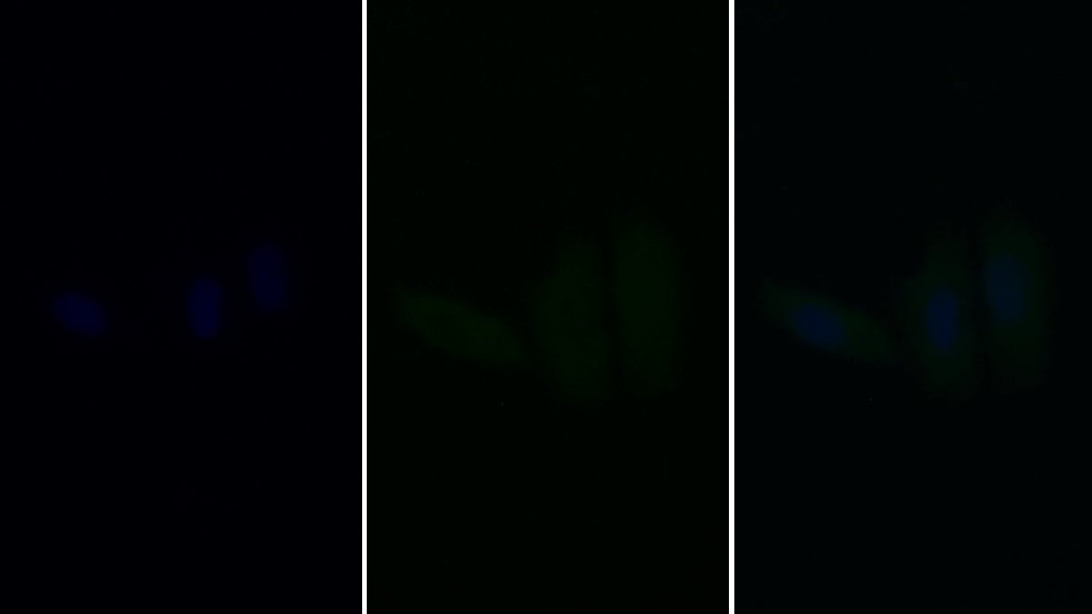 Caspase 9 (CASP9) Monoclonal Antibody - image 5