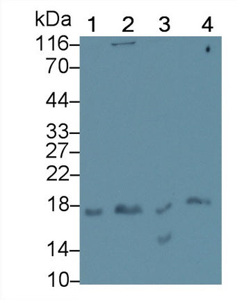 Interleukin 17 (IL17) Monoclonal Antibody - image 3