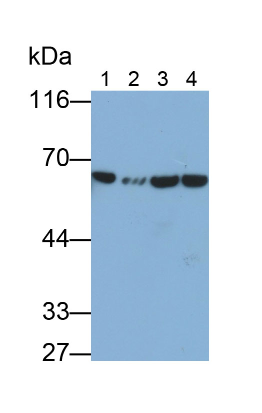 Pyruvate kinase isozymes M2 (PKM2) Monoclonal Antibody - image 2