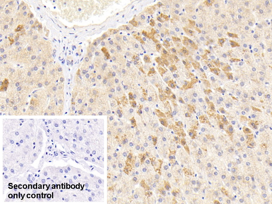 Alpha-1-Antitrypsin (a1AT) Monoclonal Antibody - image 5