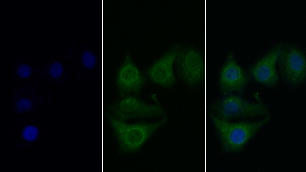 Western Blot; Sample: Lane1: Human Plasma; Lane2: Human Serum Primary Ab: 0.05ug/ml Mouse Anti-Human C1s Antibody Second Ab: 0.2ug/mL HRP-Linked Caprine Anti-Mouse IgG Polyclonal Antibody
