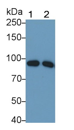 Complement Component 1, S Subcomponent (C1s) Monoclonal Antibody - image 3
