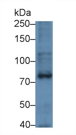 Serotonin Transporter (SERT) Monoclonal Antibody - image 2