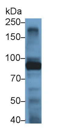 Toll Like Receptor 4 (TLR4) Monoclonal Antibody - image 2