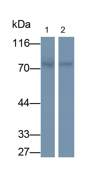 Mannosidase Alpha Class 1A Member 1 (MAN1A1) Monoclonal Antibody - image 2