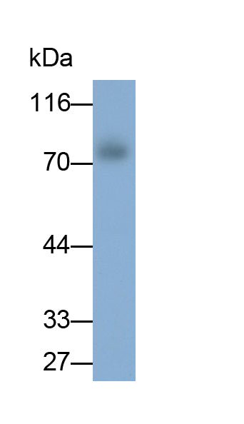 Sodium/Glucose Cotransporter 1 (SGLT1) Monoclonal Antibody - image 2
