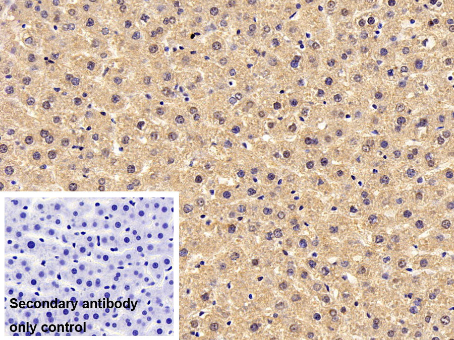 DAB staining on IHC-P; Sample: Rat Kidney Tissue; Primary Ab: 30ug/ml Mouse Anti-Human OCT4 Antibody; Control: Used PBS instead of primary antibody; Second Ab: 2ug/ml HRP-Linked Caprine Anti-Mouse IgG Polyclonal Antibody