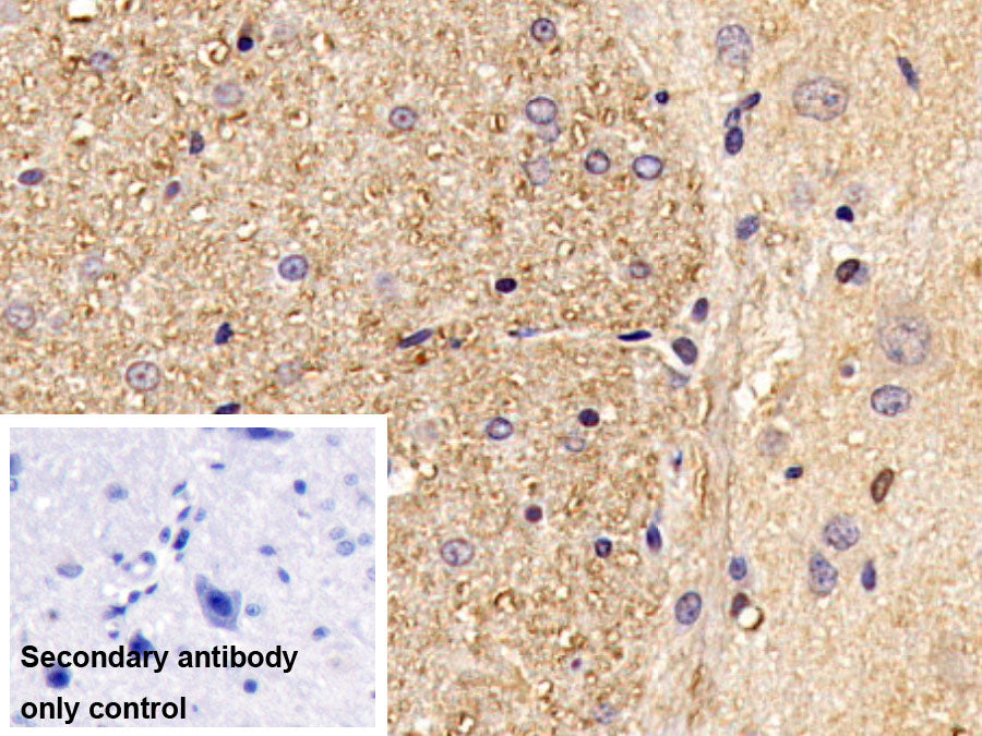 AF488 staining on IF; Sample: HEL92.1.7 cell; Primary Ab: 20ug/ml Mouse Anti-Human OCT4 Antibody; Second Ab: 2ug/ml AF488-Linked Caprine Anti-Mouse IgG Polyclonal Antibody