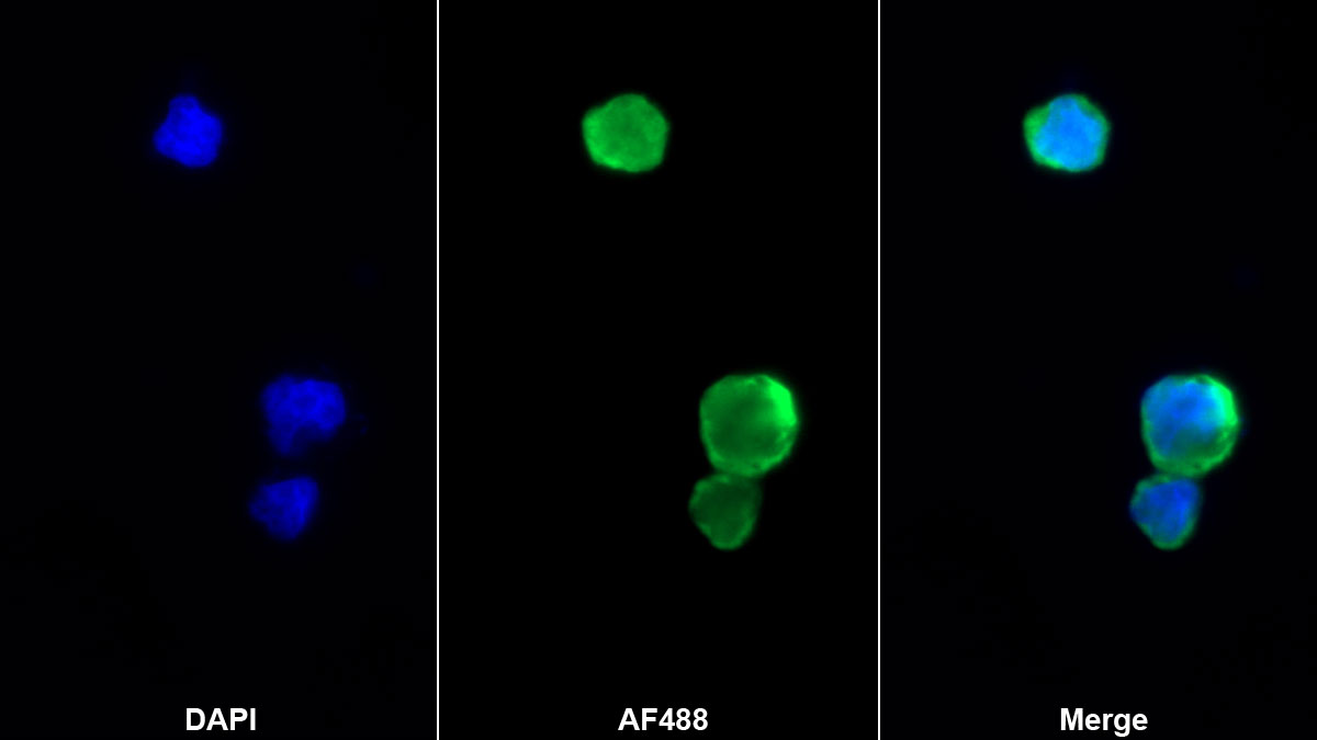 Octamer Binding Transcription Factor 4 (OCT4) Monoclonal Antibody - image 5