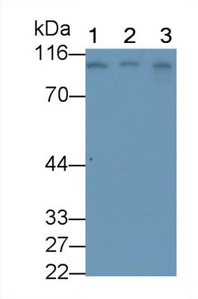 Transferrin Receptor (TFR) Monoclonal Antibody - image 2