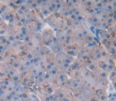 Western Blot; Sample: Recombinant H2AFV, Human.