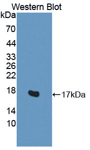 H2A Histone Family, Member V (H2AFV) Polyclonal Antibody - image 3