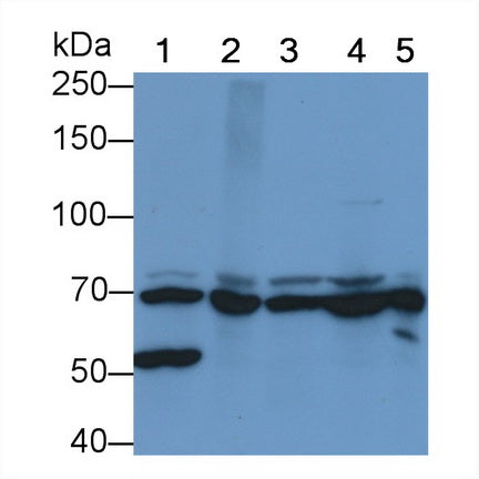 Heat Shock 70kDa Protein 1B (HSPA1B) Monoclonal Antibody - image 3